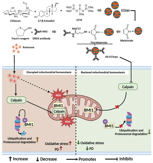 graphical abstract describing the work